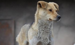 中华田园犬，为何被这些城市拒之门外？